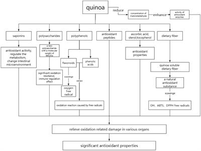 Effects of quinoa on cardiovascular disease and diabetes: a review